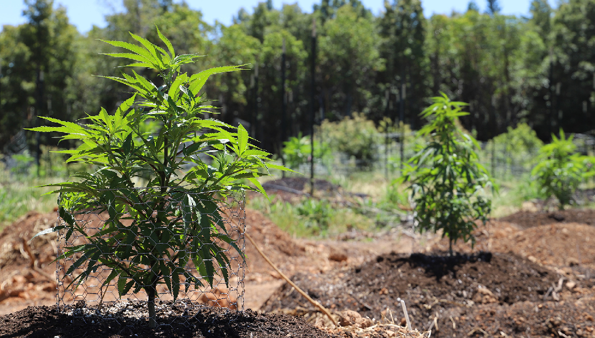 outdoor marijuana plant yield