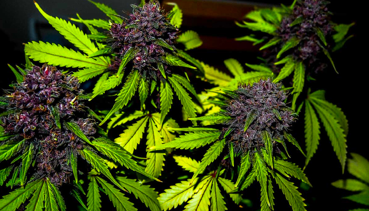 why-do-cannabis-buds-turn-purple-growdiaries-daftsex-hd