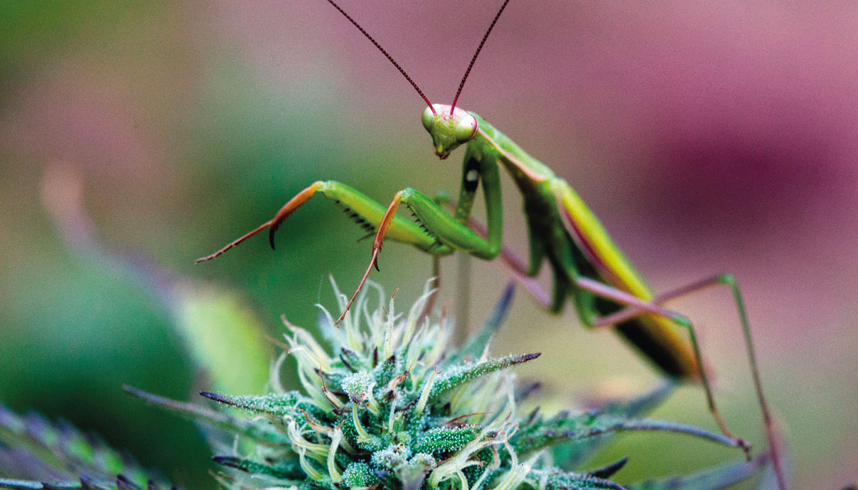 Хищники в саду каннабиса для борьбы с вредителями