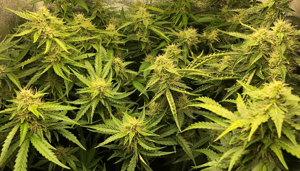 Best Nutrients For Autoflowering Cannabis GrowDiaries