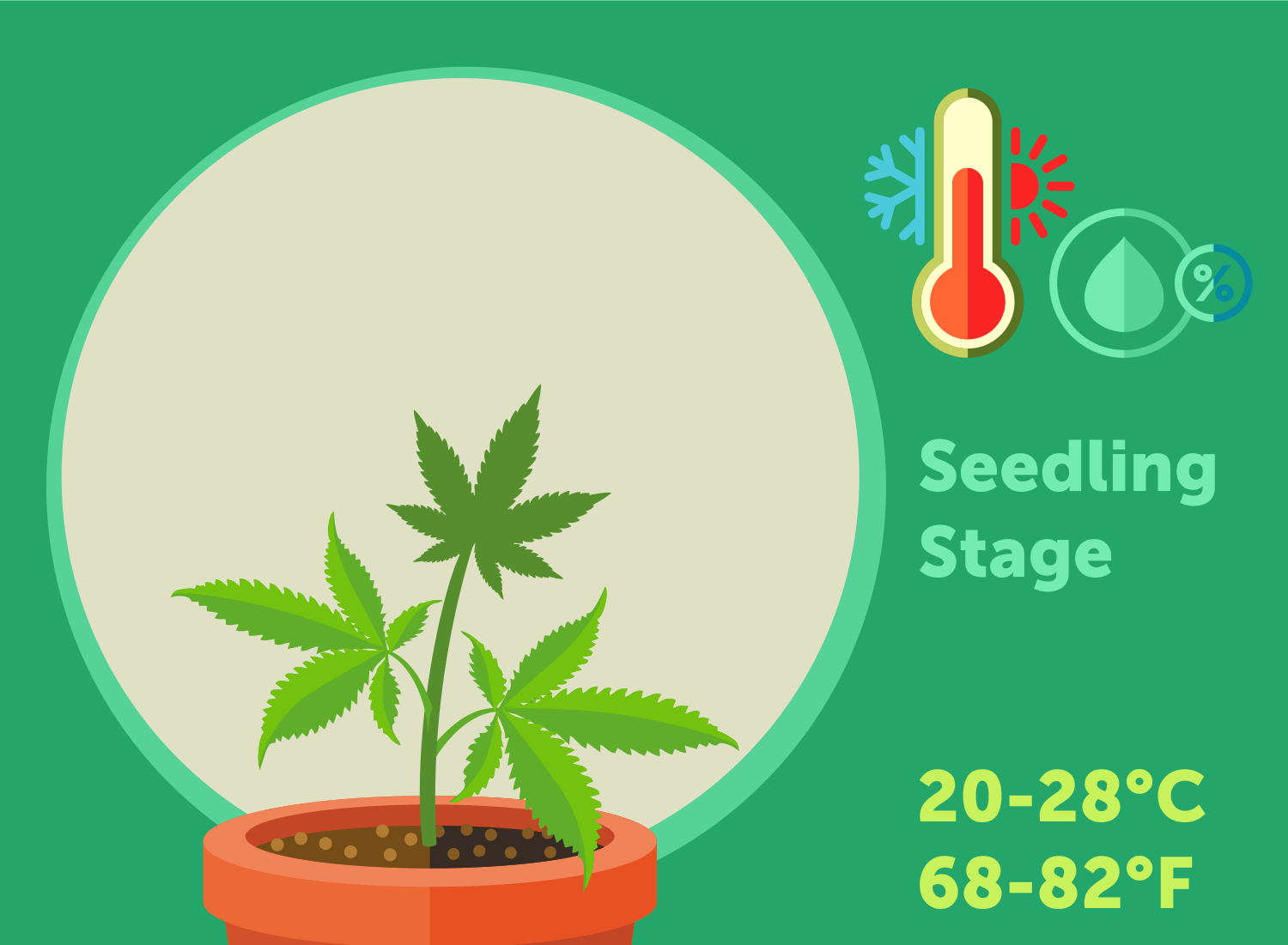 The Importance Of Temperature In Growing Cannabis Plants GrowDiaries