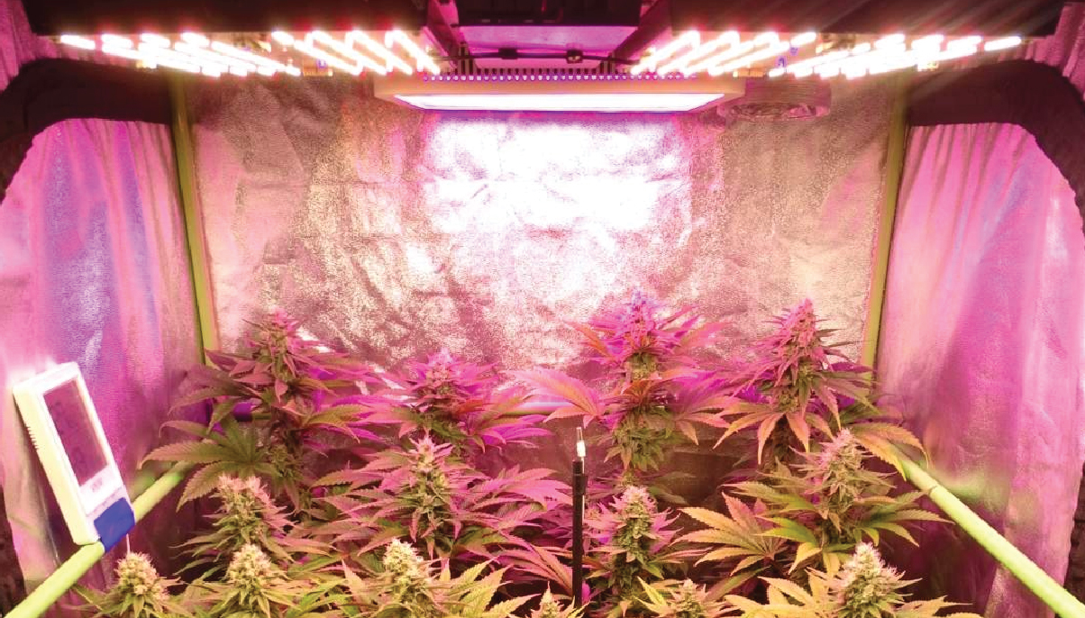 forseelser Virus dechifrere Growing Cannabis With LED Lights - Pros And Cons - GrowDiaries