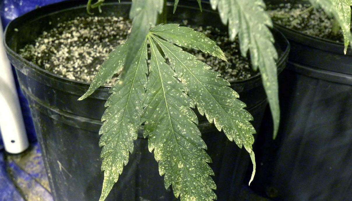 точки на листьях марихуаны