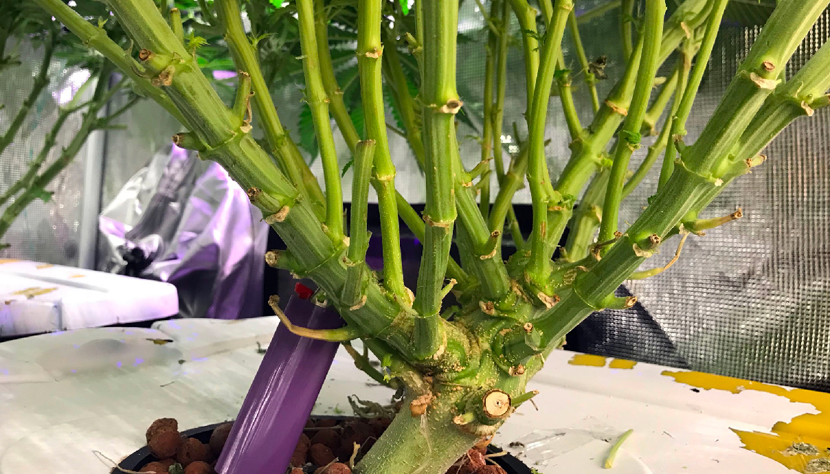 Guide To Monster Cropping Cannabis GrowDiaries