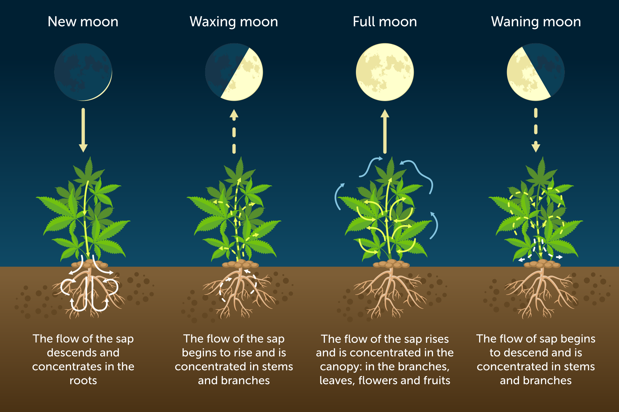 Ultimate Guide To Growing Cannabis According To The Moon Cycle