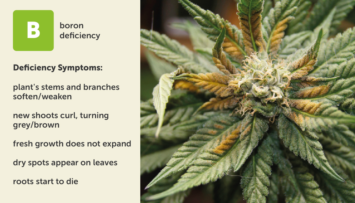 Cannabis Nutrient Deficiencies Guide - GrowDiaries