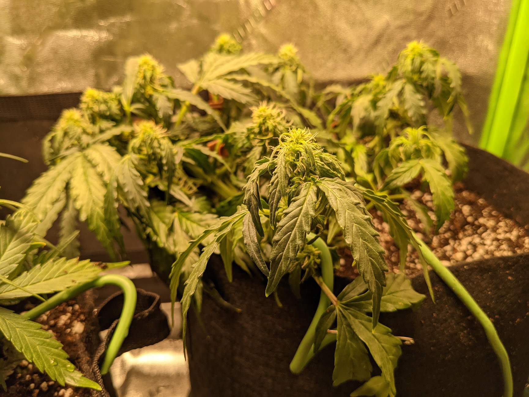 How To Prevent Underwatering And Overwatering Cannabis Plants