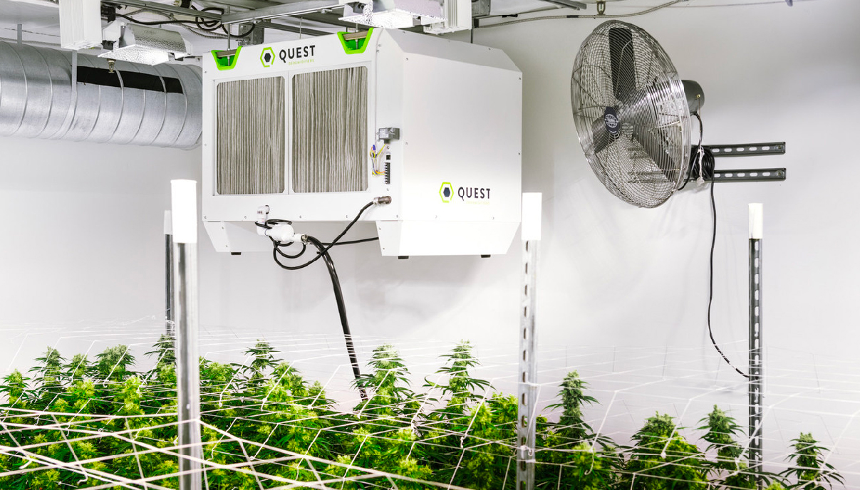 air cleaner for weed