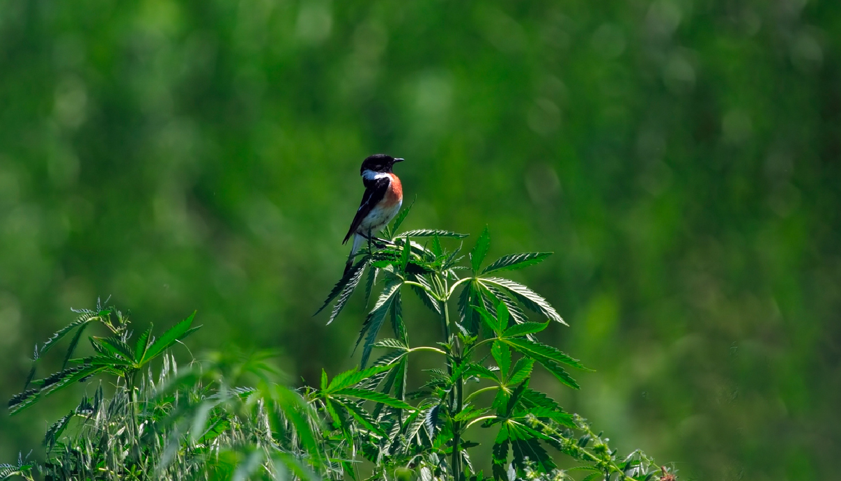 Most Common Pests In Cannabis GrowDiaries