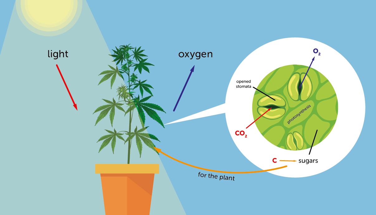 How to get co2 to plants Idea