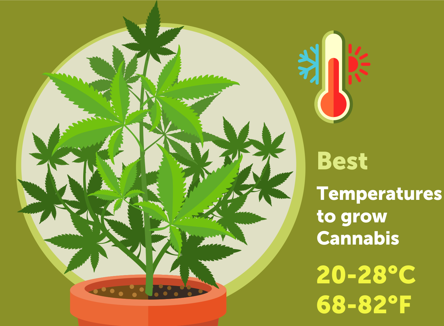 The Importance Of Temperature In Growing Cannabis Plants GrowDiaries