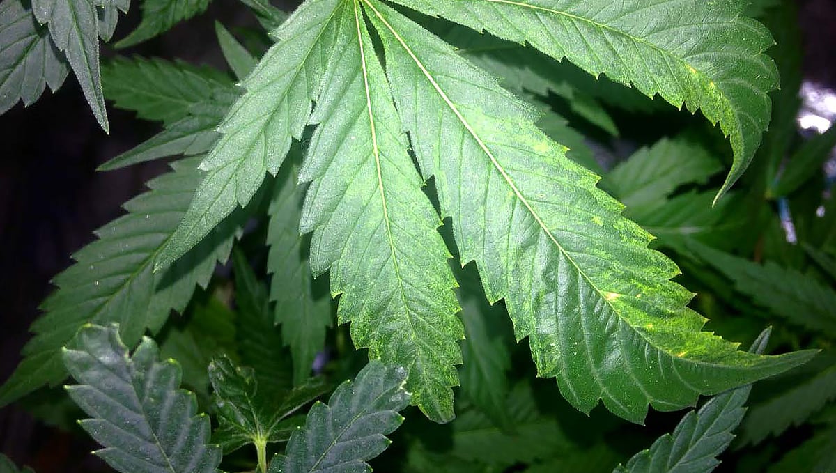 How Do Viruses Affect the Cannabis Plant?