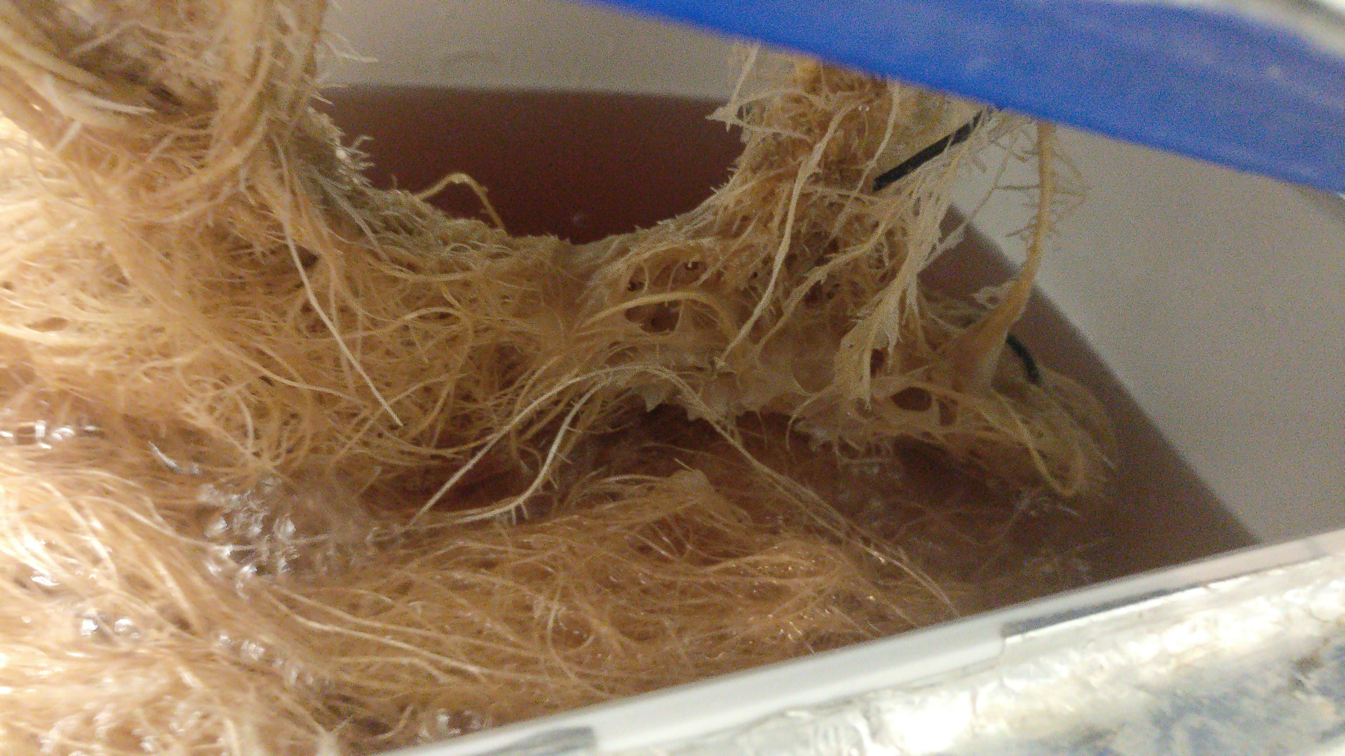 How To Maintain Hydroponic Roots To Avoid Root Rot? GrowDiaries