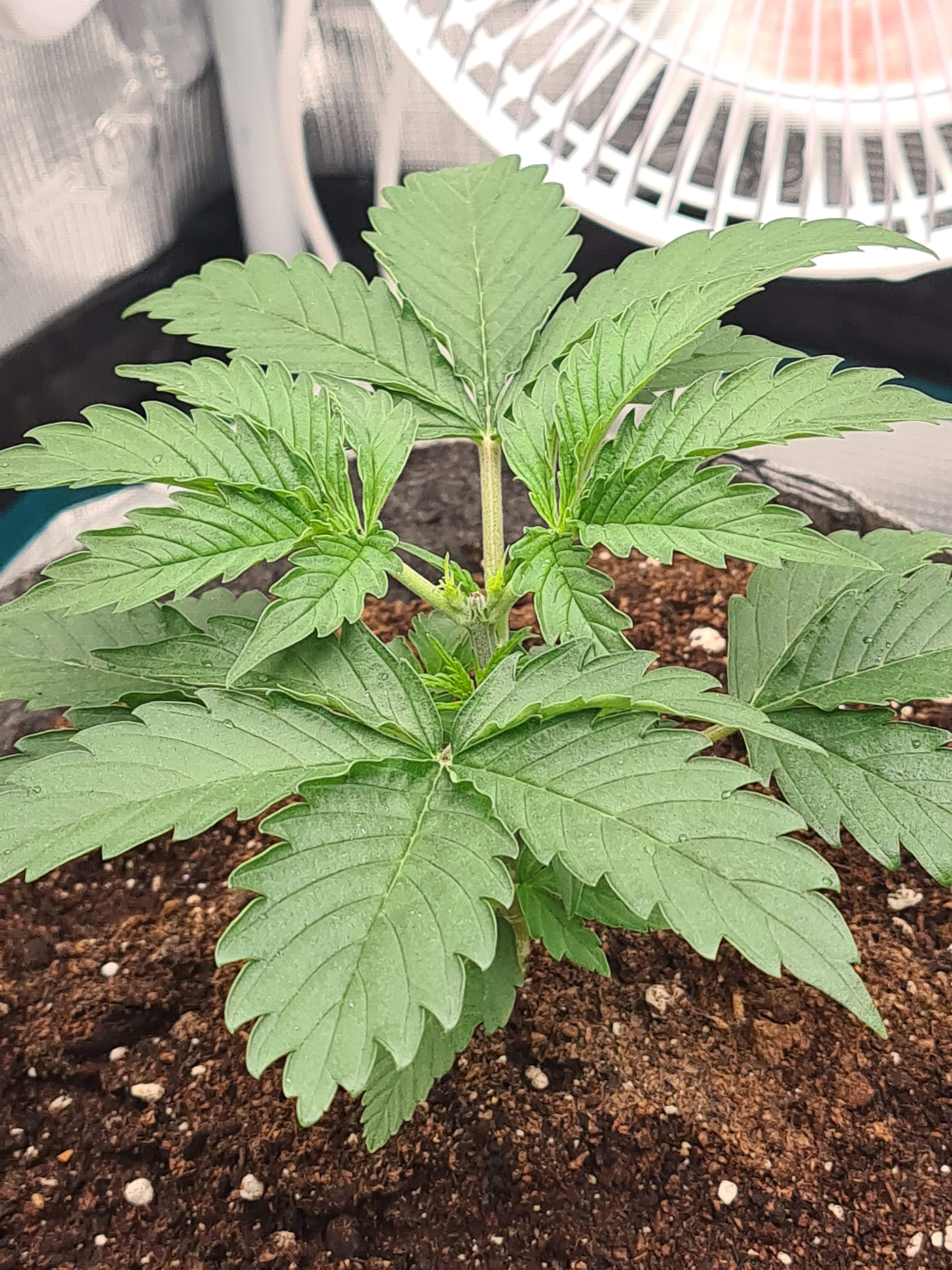 How To Grow Hemp Indoors? GrowDiaries