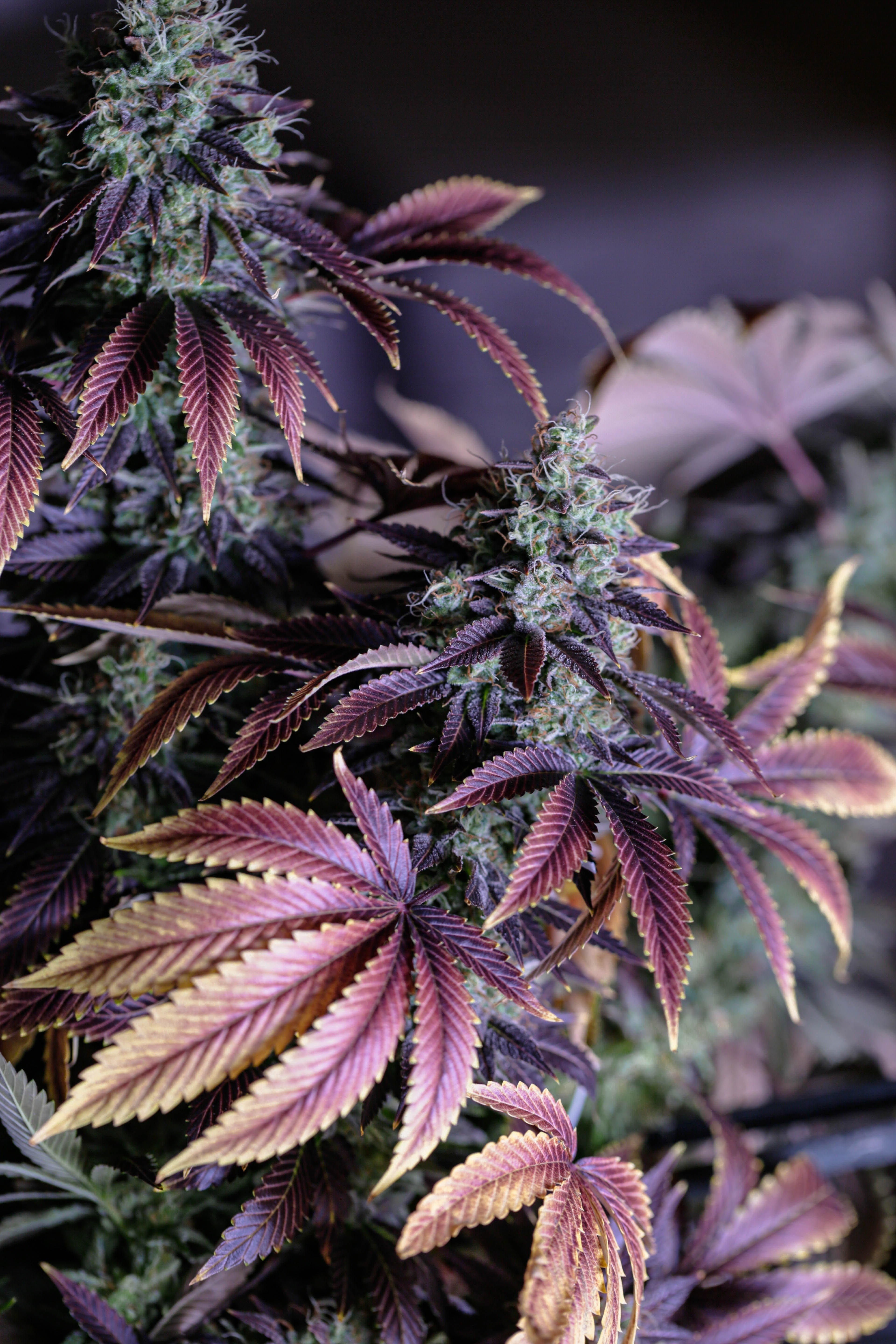 How To Grow Hemp Indoors? GrowDiaries