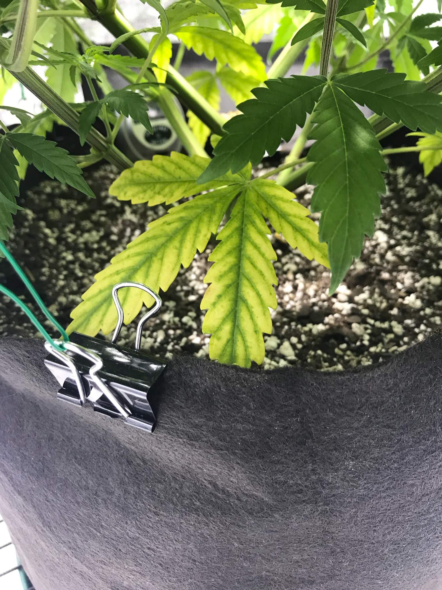 How To Fix Magnesium Deficiency In Cannabis Plants? GrowDiaries