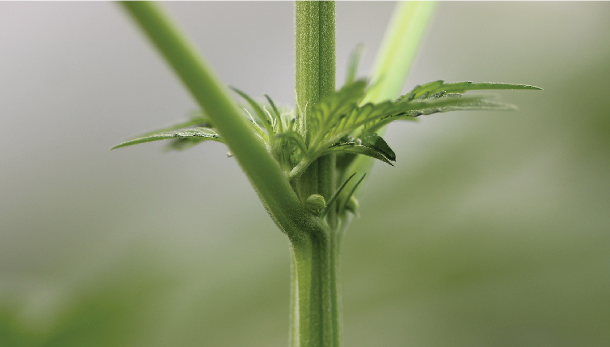 The Life Cycle Of A Cannabis Plant From Seed To Harvest