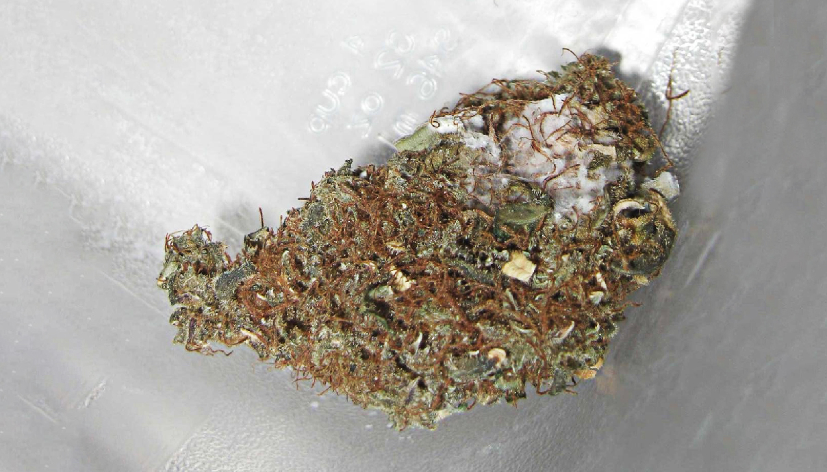 Growdiaries growdiaries