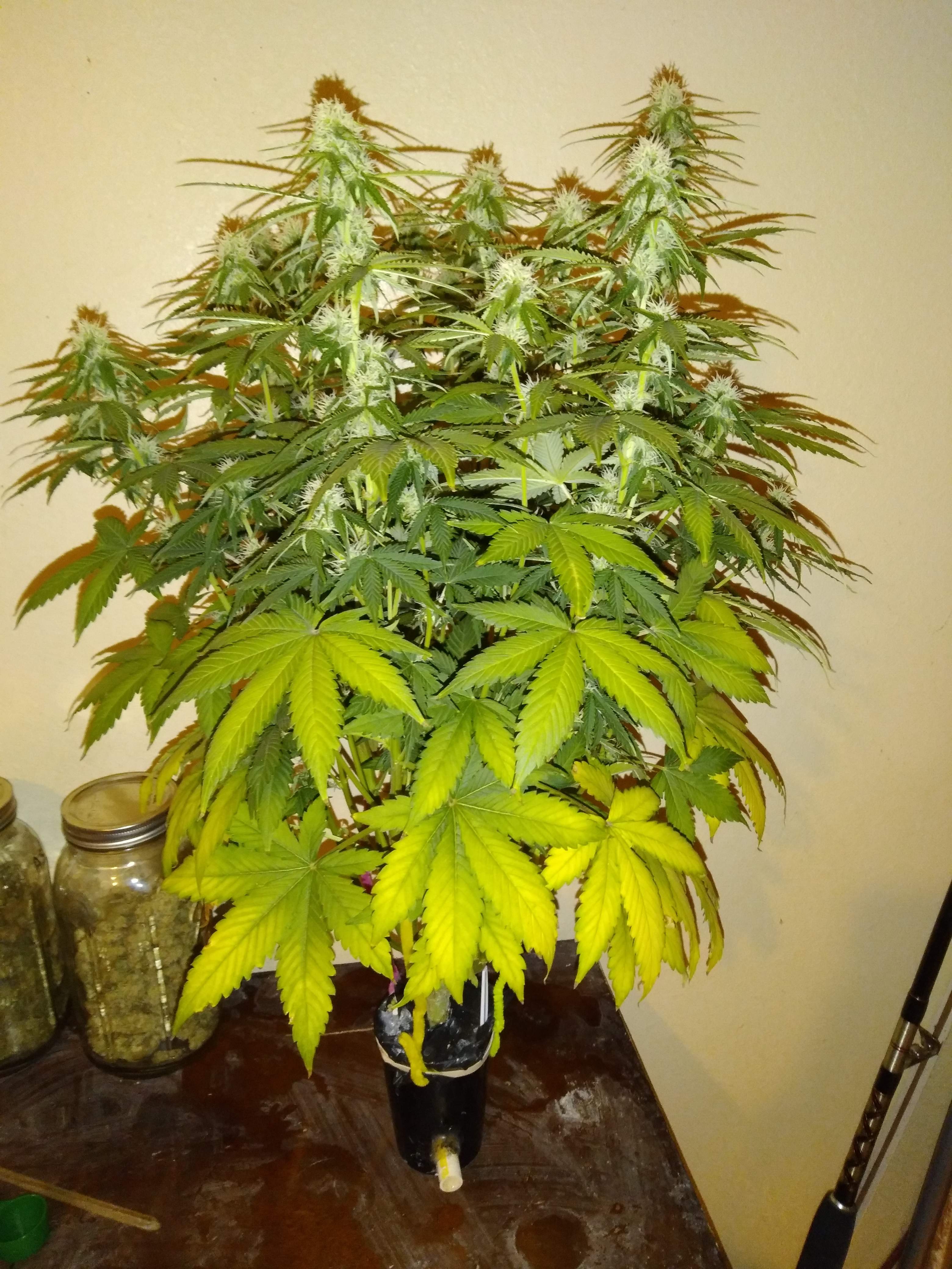 What Is Nitrogen Deficiency And How To Fix It Growdiaries