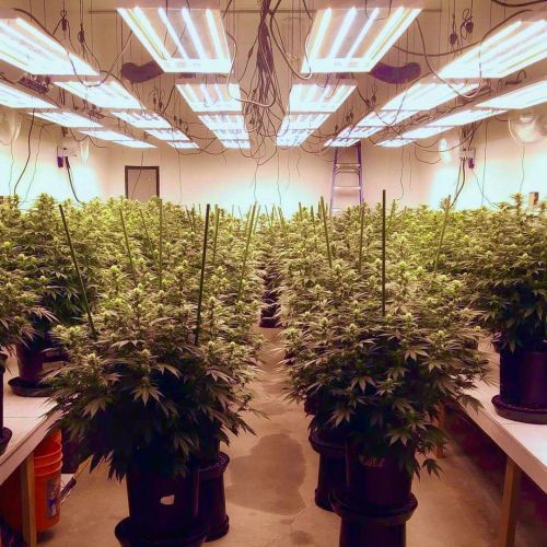 Grow Light Science lamps manufacturer. Cannabis lighting brand ...