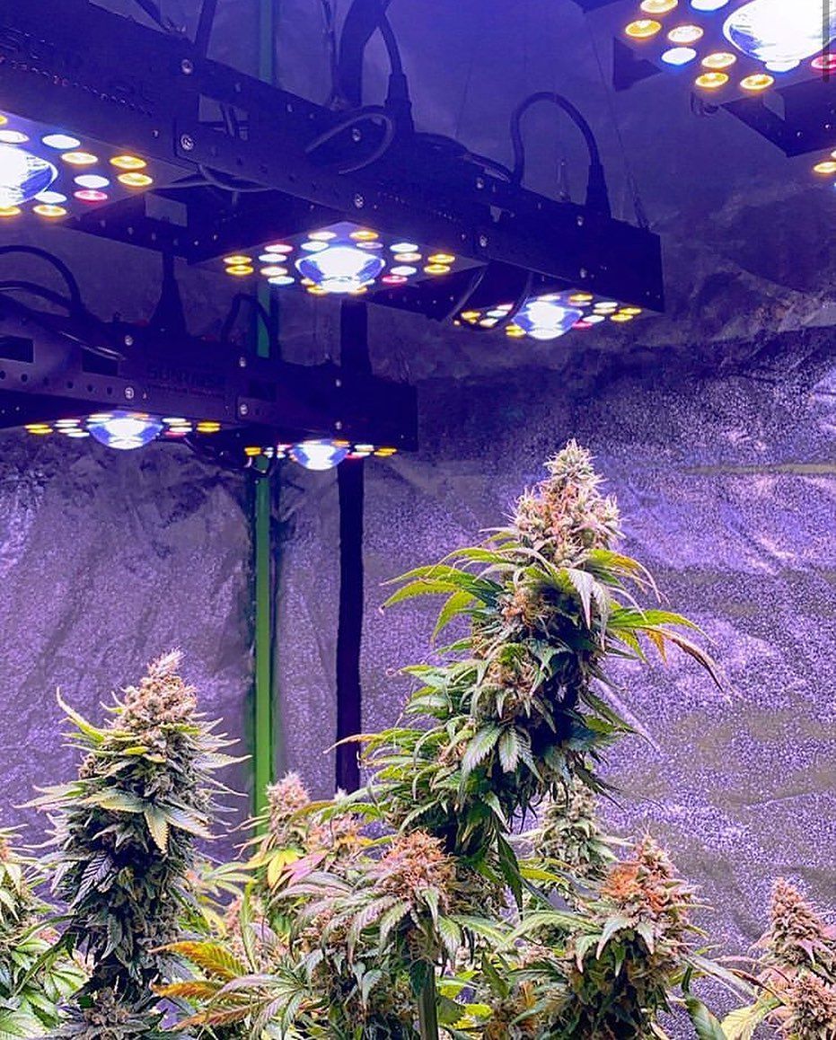 Sunraise lamps manufacturer. Cannabis lighting brand information GrowDiaries