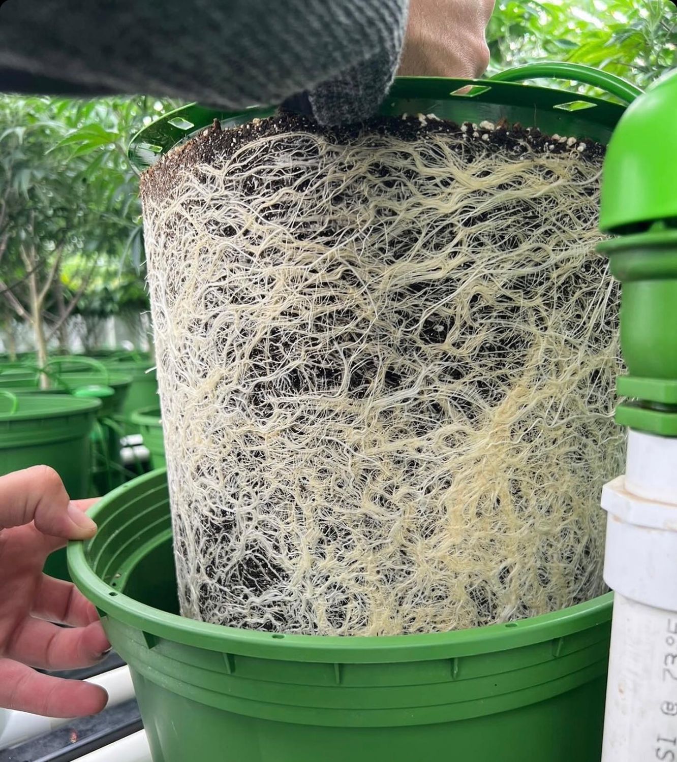 FloraFlex nutrient producer info GrowDiaries