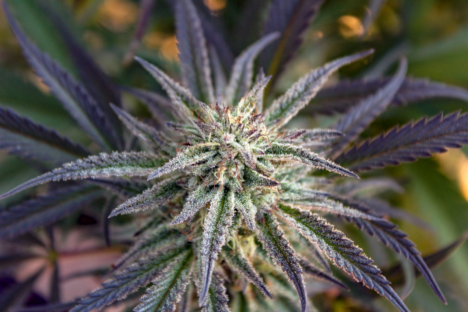 Purpinator nutrient producer info GrowDiaries