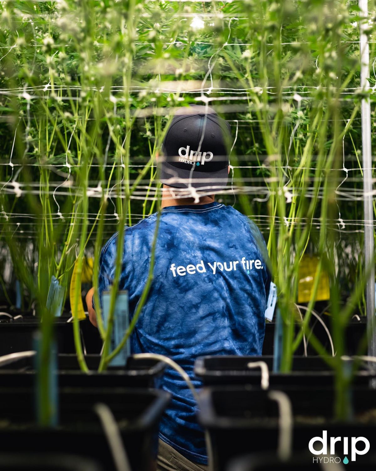 Drip Hydro nutrient producer info GrowDiaries