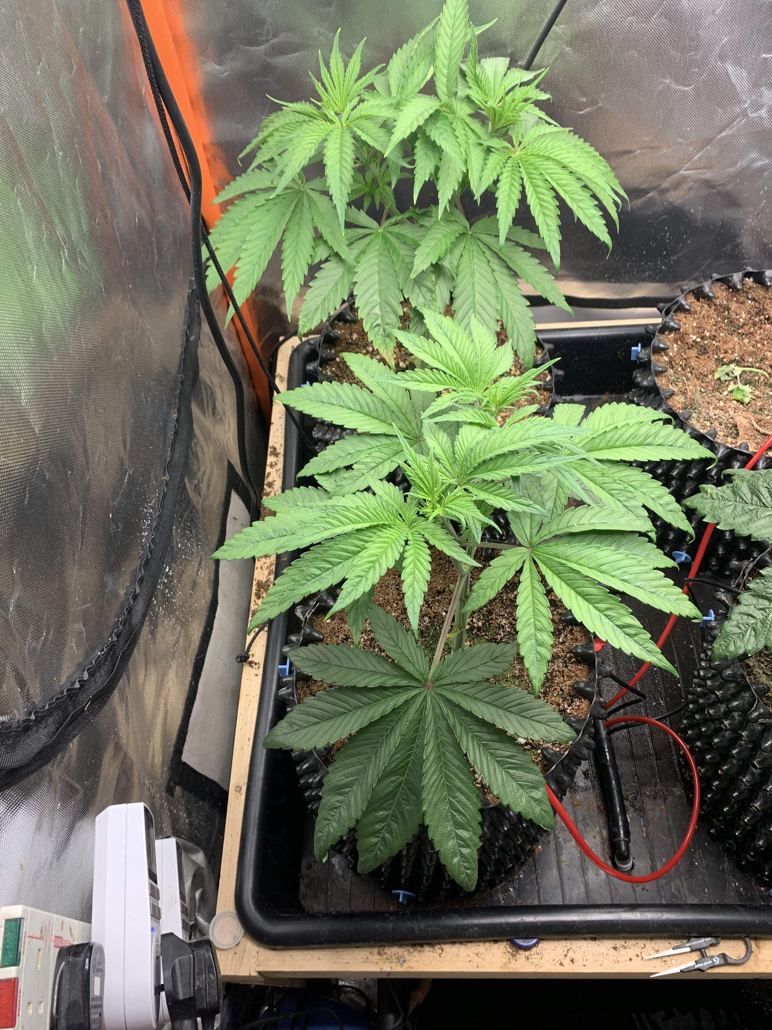growdiaries