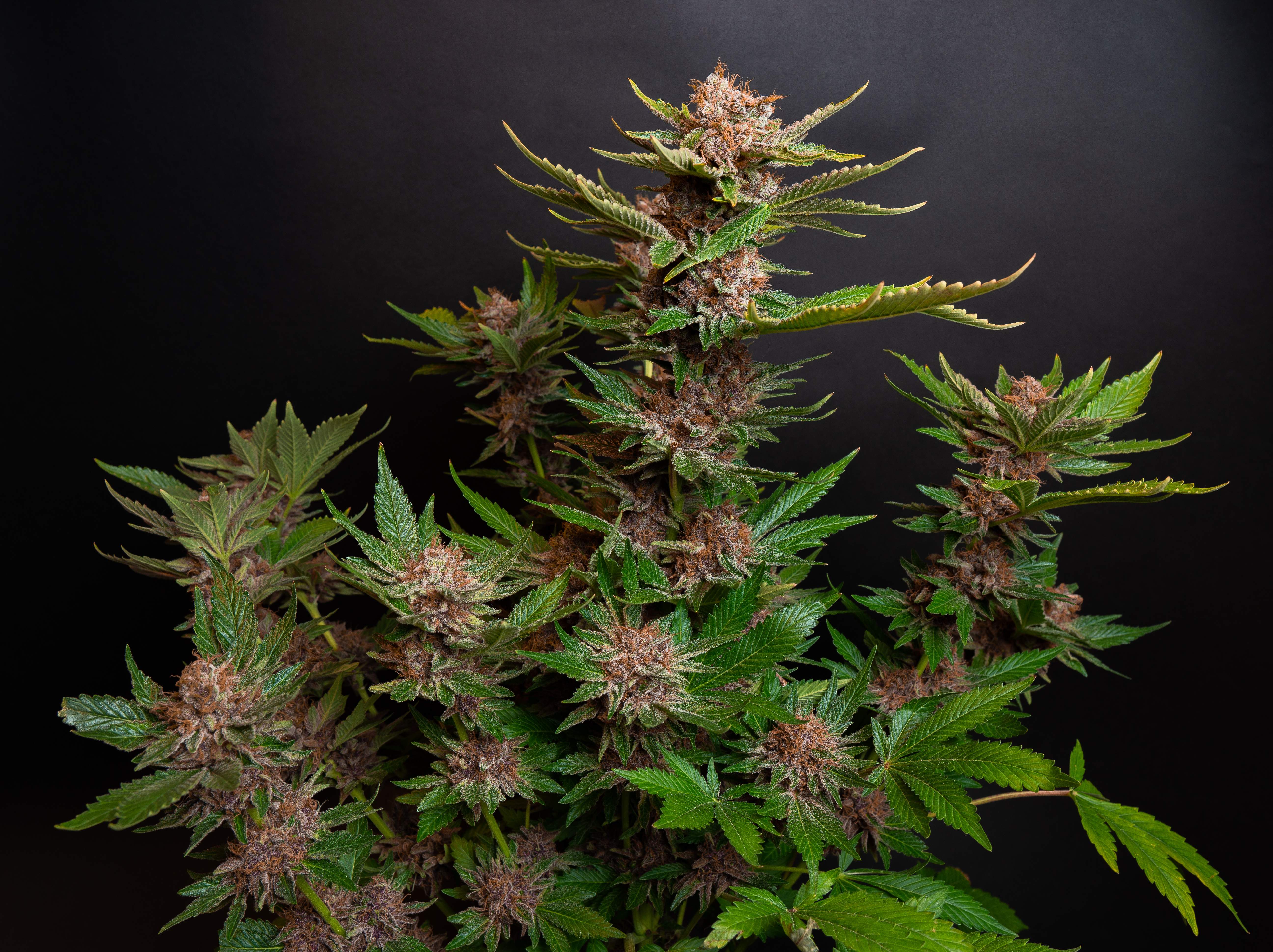 Barney�s Farm Gorilla Zkittlez grow journal week12 by