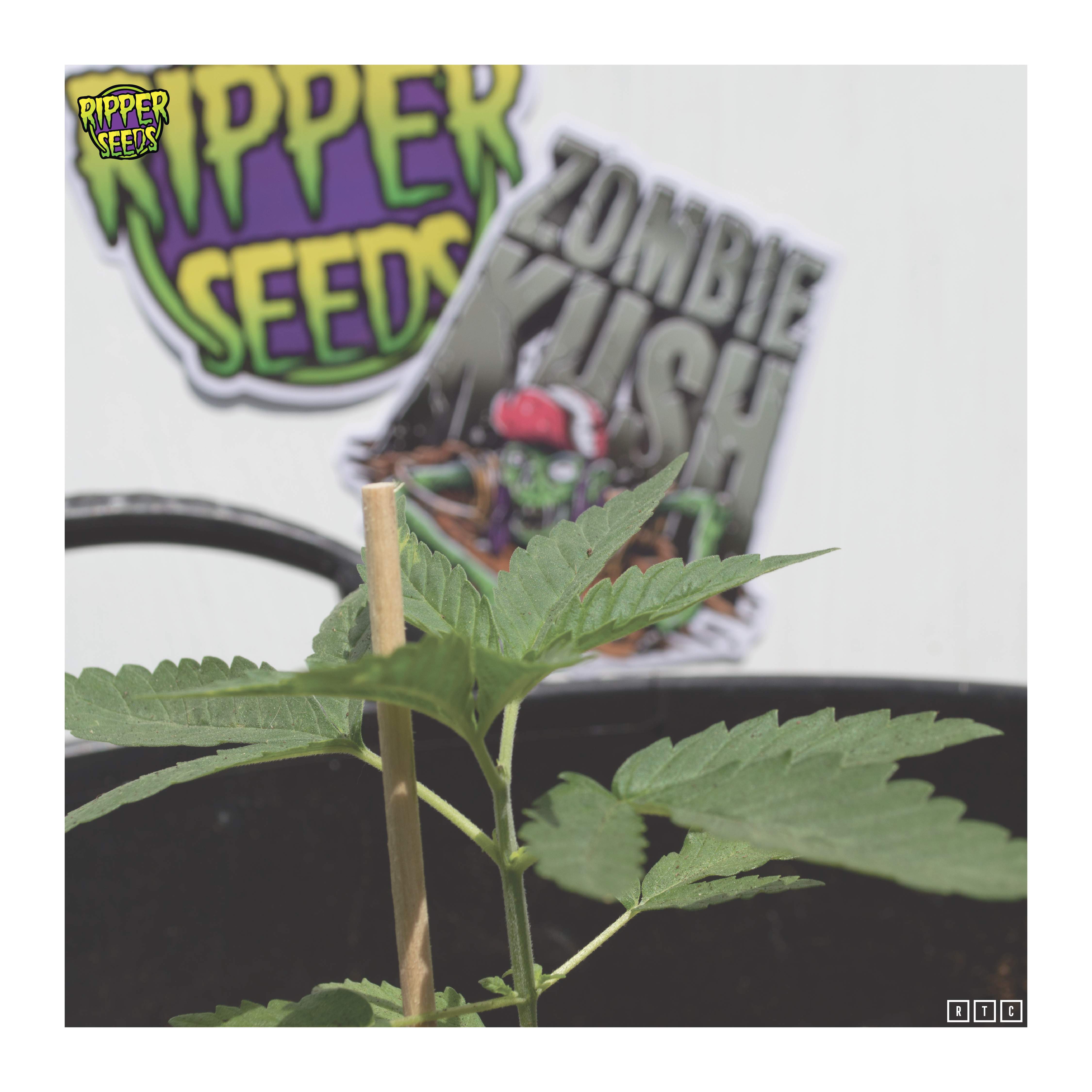 GrowDiaries Zombie Kush