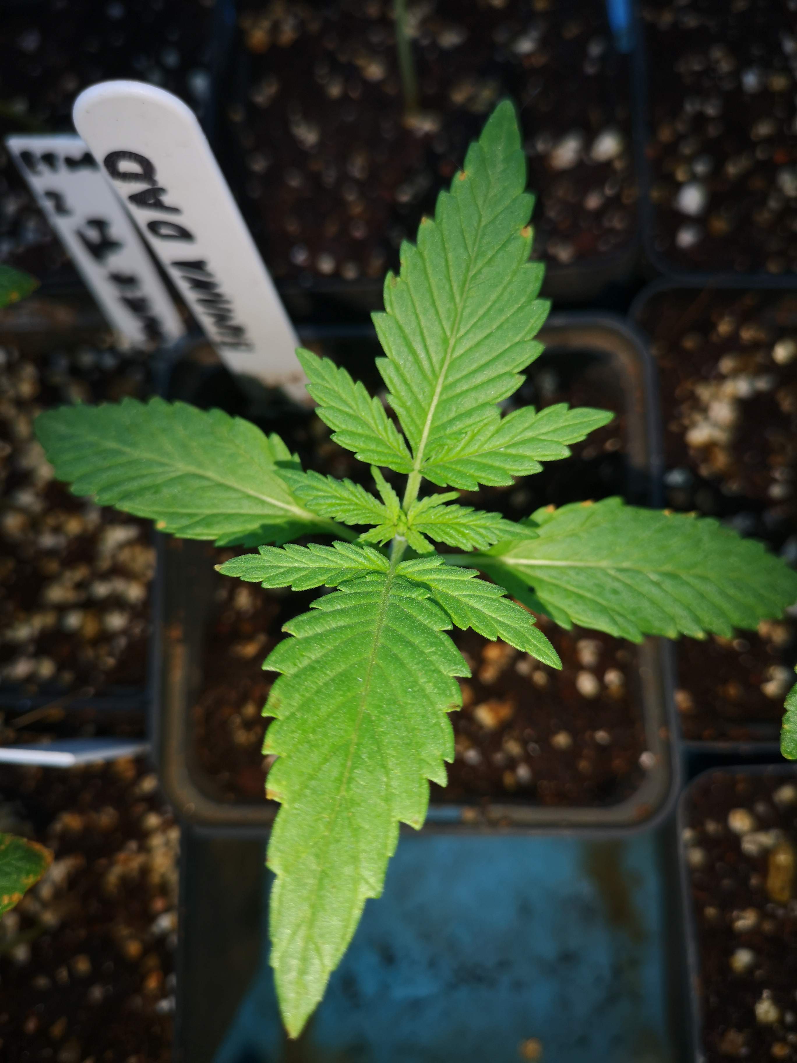 BANANA DADDY R1 / ETHOS strain info GrowDiaries