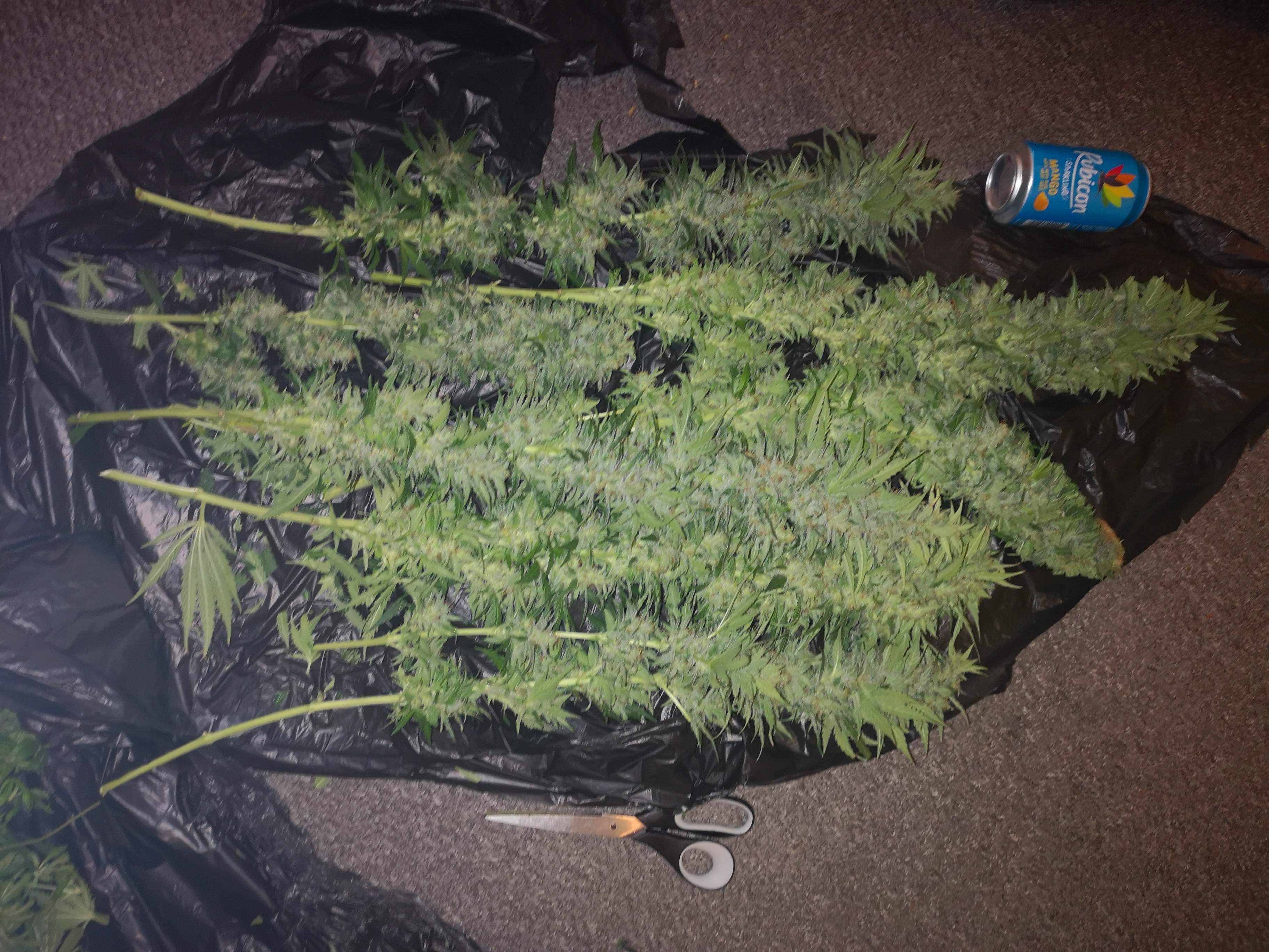 Sweet Seeds Gorilla Girl®, Sensi Seeds Buttercream Gelato, Lost Pearl