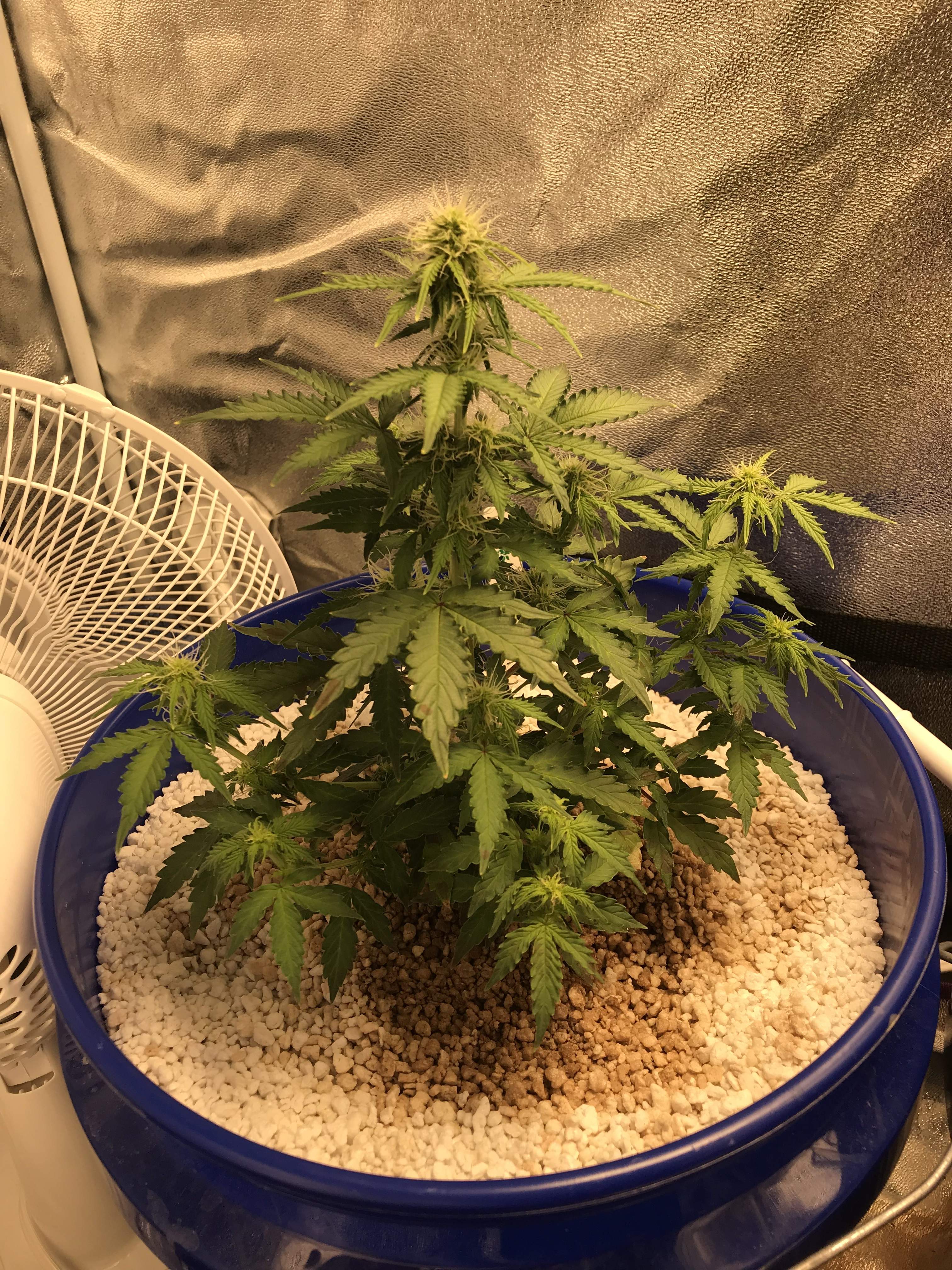 Royal Dwarf / Royal Queen Seeds strain information. Strain reviews