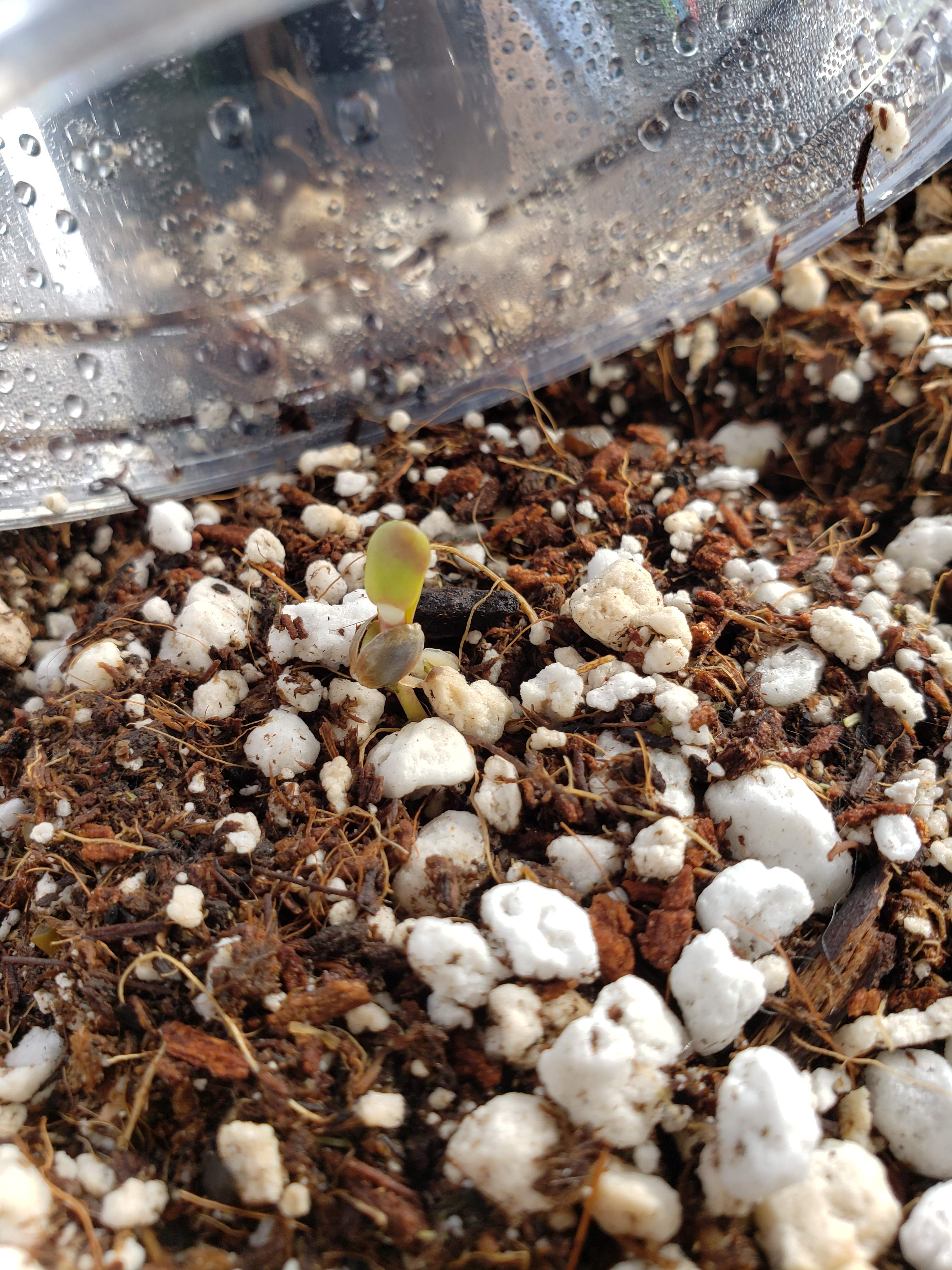 Fast Buds Strawberry Pie Auto grow diary (journal) week0 by Rambogrow