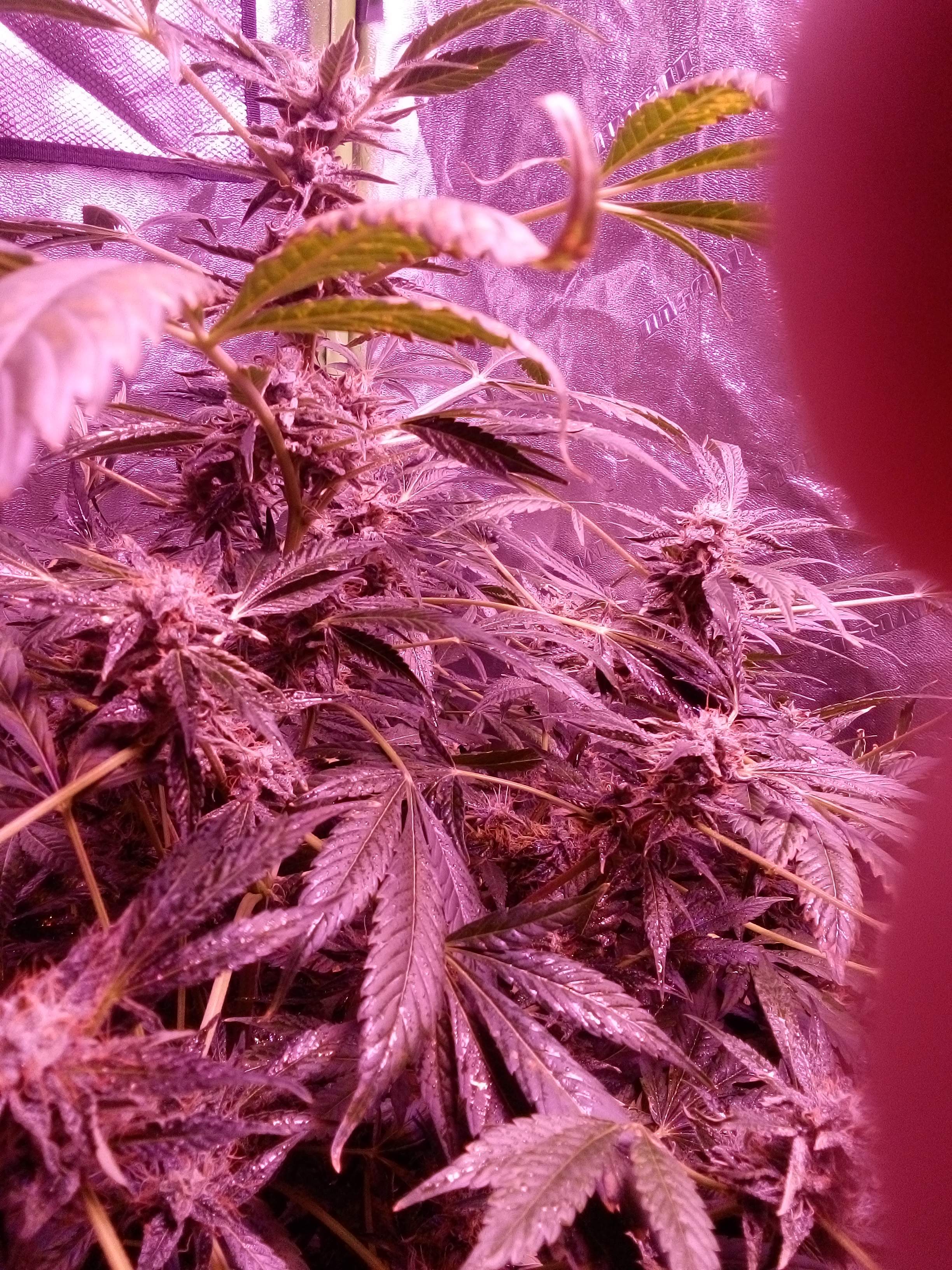 Auto flower Lemon kush 5 grow diary (journal) week12 by MarcMusk