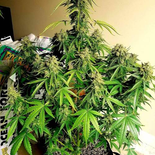 ILGM Girl Scout Cookies Extreme Autoflower grow journal harvest12 by