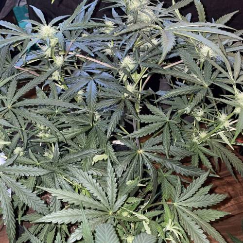 ETHOS Pluto Cut Autoflower R F3 grow diary (journal) week8 by