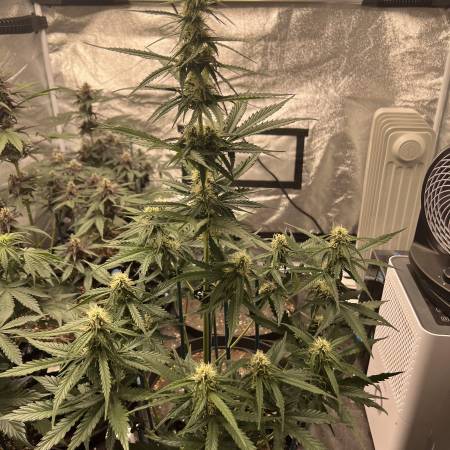 Seedsman Amnesia Auto grow diary (journal) week0 by greenhousegrowgirl