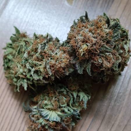 Cash Express Strain Info / Cash Express Weed By Zamnesia Seeds - GrowDiaries