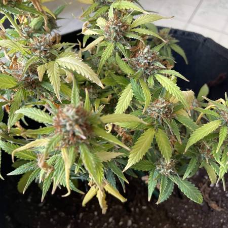 Seedsman Amnesia Auto 3 grow diary (journal) 2 harvest10 by Silvadragon