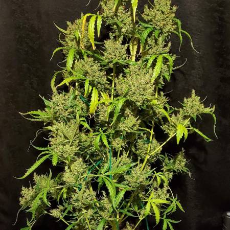 Alaskan Purple Auto Strain Info / Alaskan Purple Auto Weed By Seedsman ...