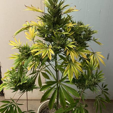 Super Lemon Haze CBD Strain Info / Super Lemon Haze CBD Weed By