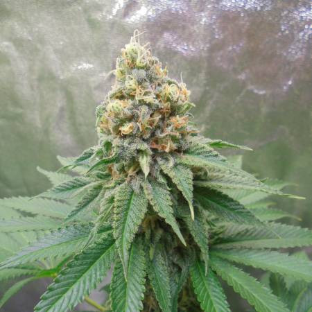 Jack Herer Strain Info / Jack Herer Weed By Green House Seed Co. -  GrowDiaries