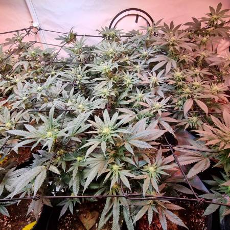 Exotic Genetix Cookies & Cream, DNA Genetics Gelato Sorbet, T.H.Seeds ...