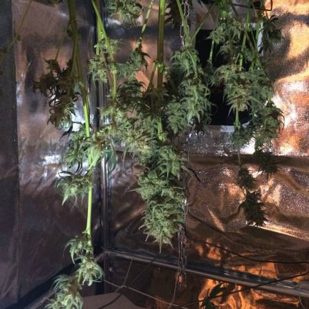 growdiaries
