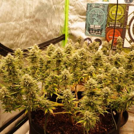 White Wedding Rbx Cannabis Flower at 222fullBuds in Samut Prakan - Weed in  Thailand