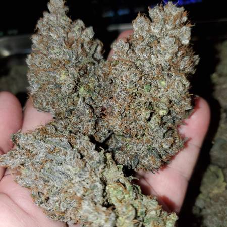 Mind Flayer Strain Info Mind Flayer Weed By Solfire Gardens GrowDiaries   Eec689255545b98e71d86bcf8b4c7a96 450 