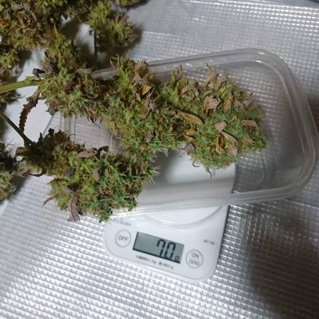 Bomb Seeds Thc Bomb Grow Journal Week19 By Sativajaponica Growdiaries