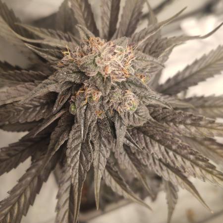 Strain Review: End Game RBX a/k/a The Punch Line